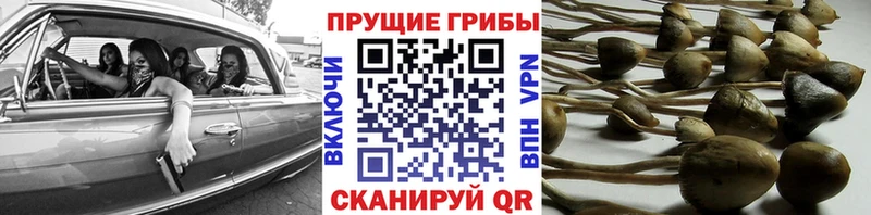 Псилоцибиновые грибы мицелий  Купить закладки  Каменск-Шахтинский 
